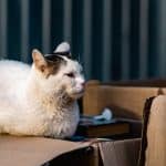 a white and black cat sitting on top of a box