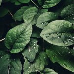 close up photography of leaves with droplets