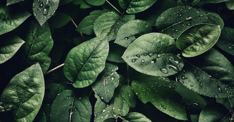 close-up-photography-of-leaves-with-droplets