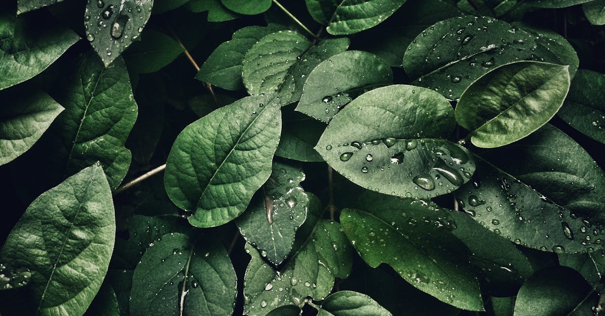 close up photography of leaves with droplets