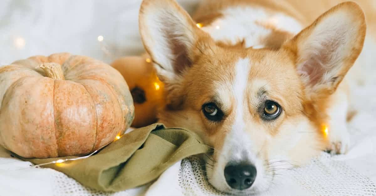 adorable corgi resting beside a pumpkin adorned with fairy lights capturing a cozy autumn vibe 1